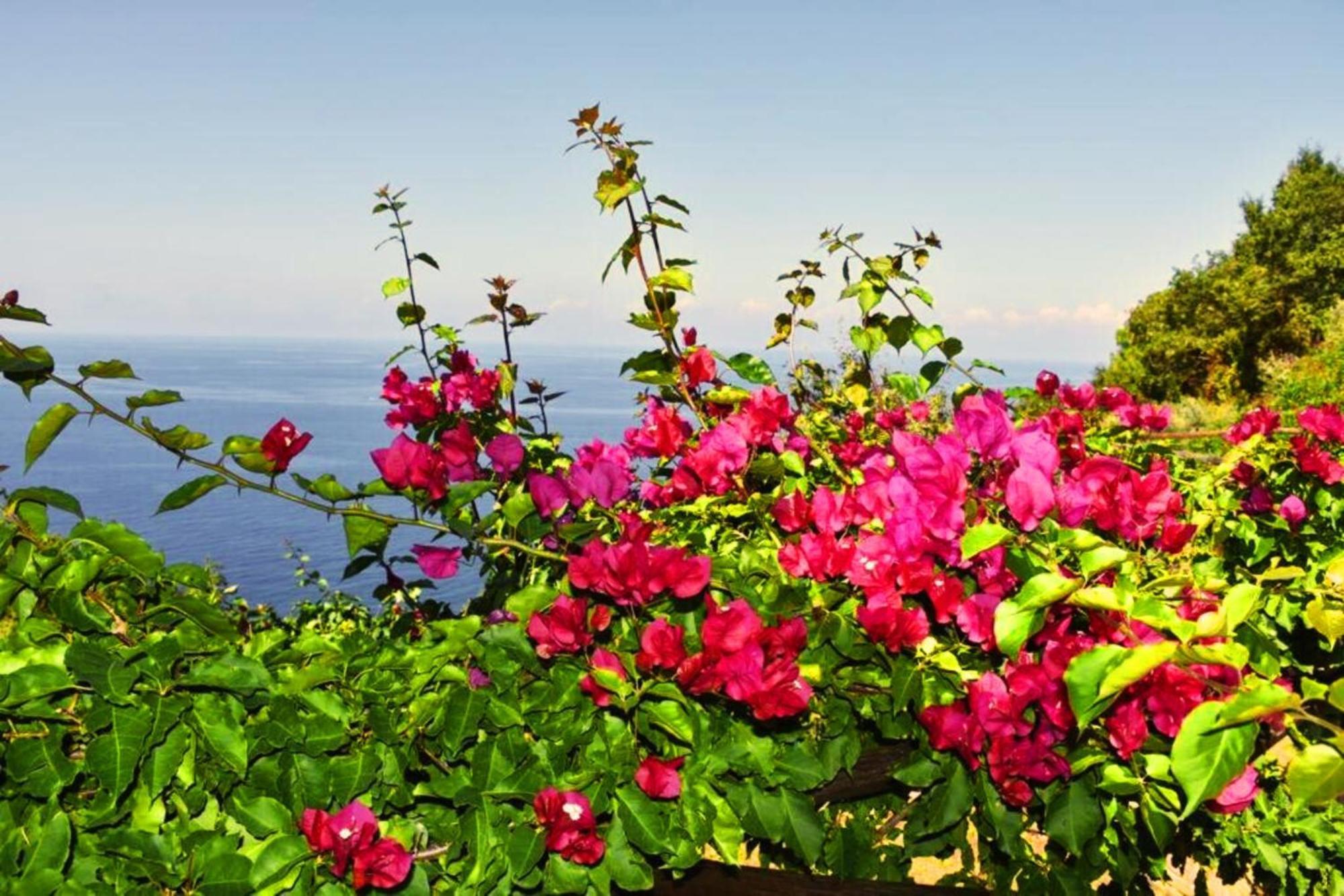 Bellezza In Cilento Panoramic Apts Castellabate Bagian luar foto